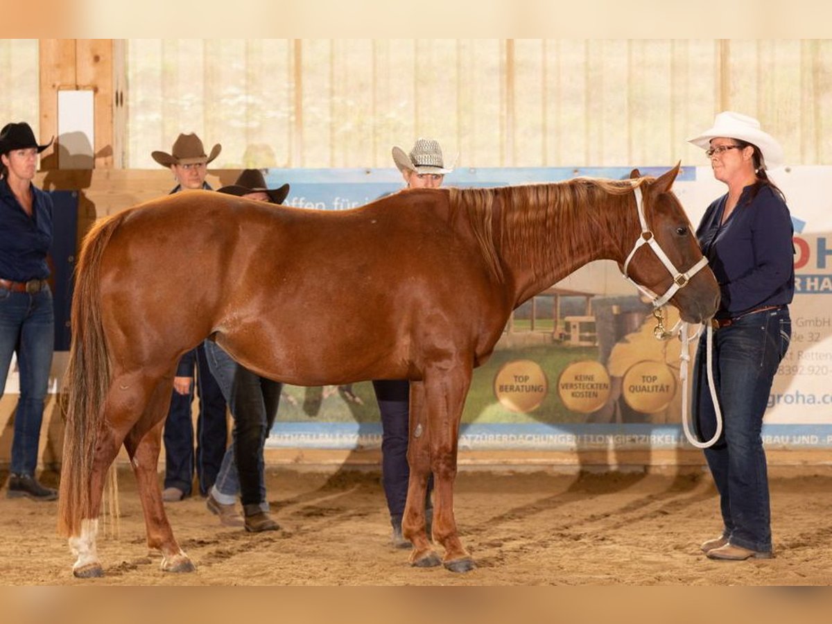 American Quarter Horse Mare 15 years Chestnut-Red in Laubach