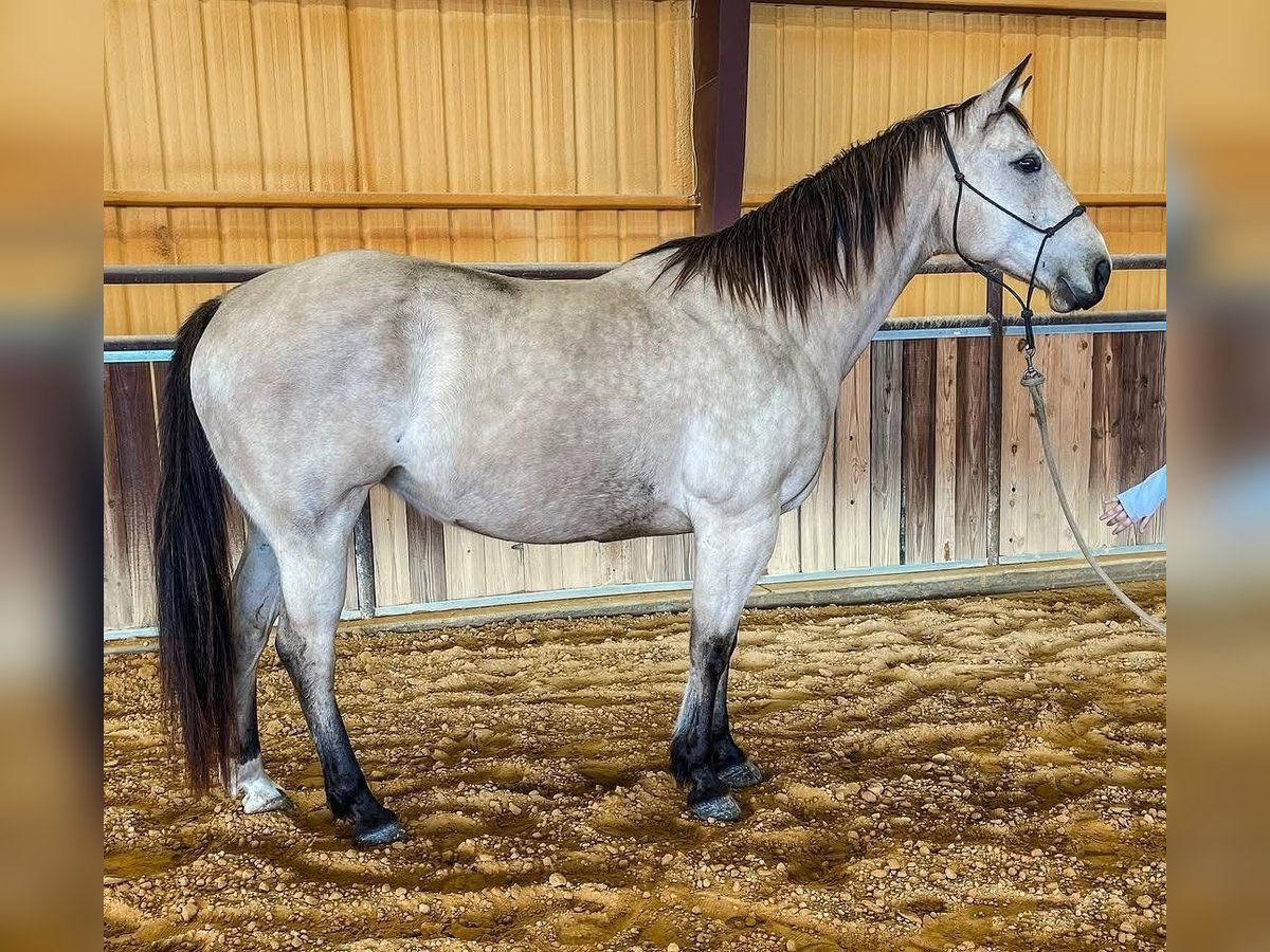American Quarter Horse Mare 16 years 14,1 hh Buckskin in Mitchell South Datoka