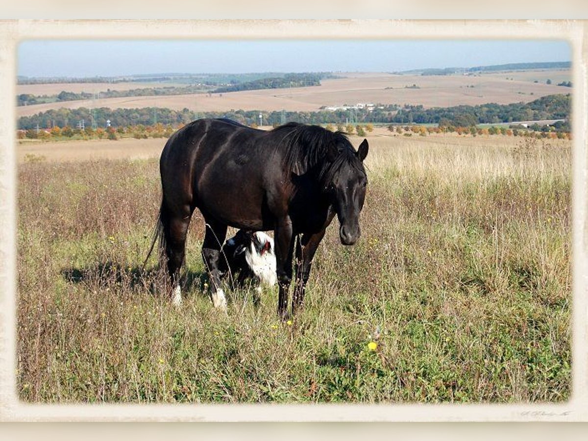 American Quarter Horse Mare 16 years 14,2 hh Smoky-Black in Mellingen