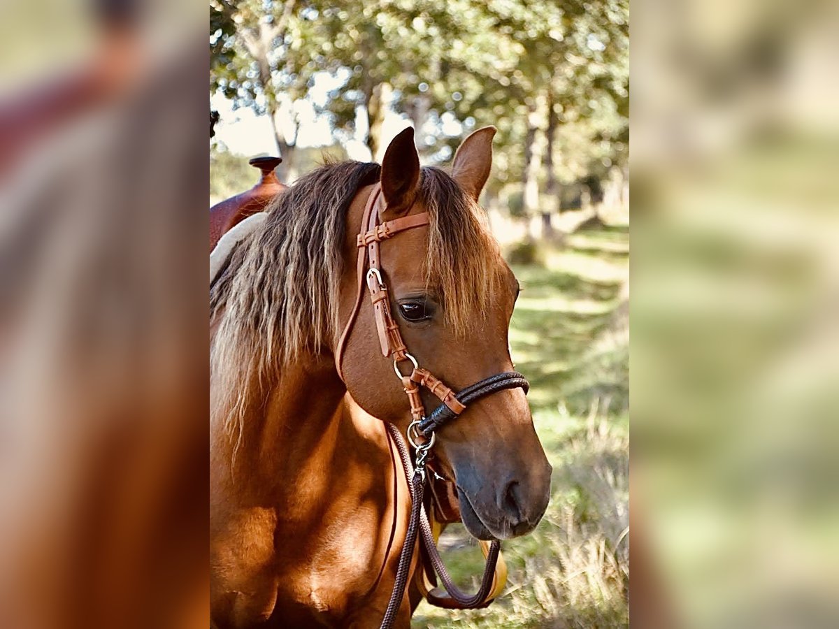American Quarter Horse Mix Mare 16 years 14 hh Chestnut-Red in Esens
