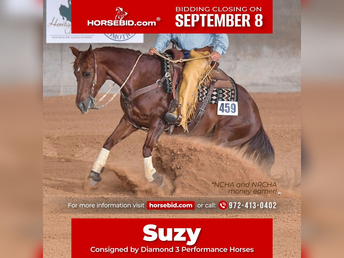 American Quarter Horse Mare 16 years 14,2 hh Chestnut in Ravenna