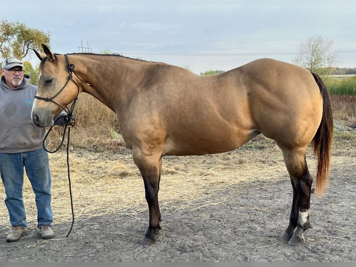 American Quarter Horse Mare 16 years 15 hh Buckskin in Kimball, Minnesota