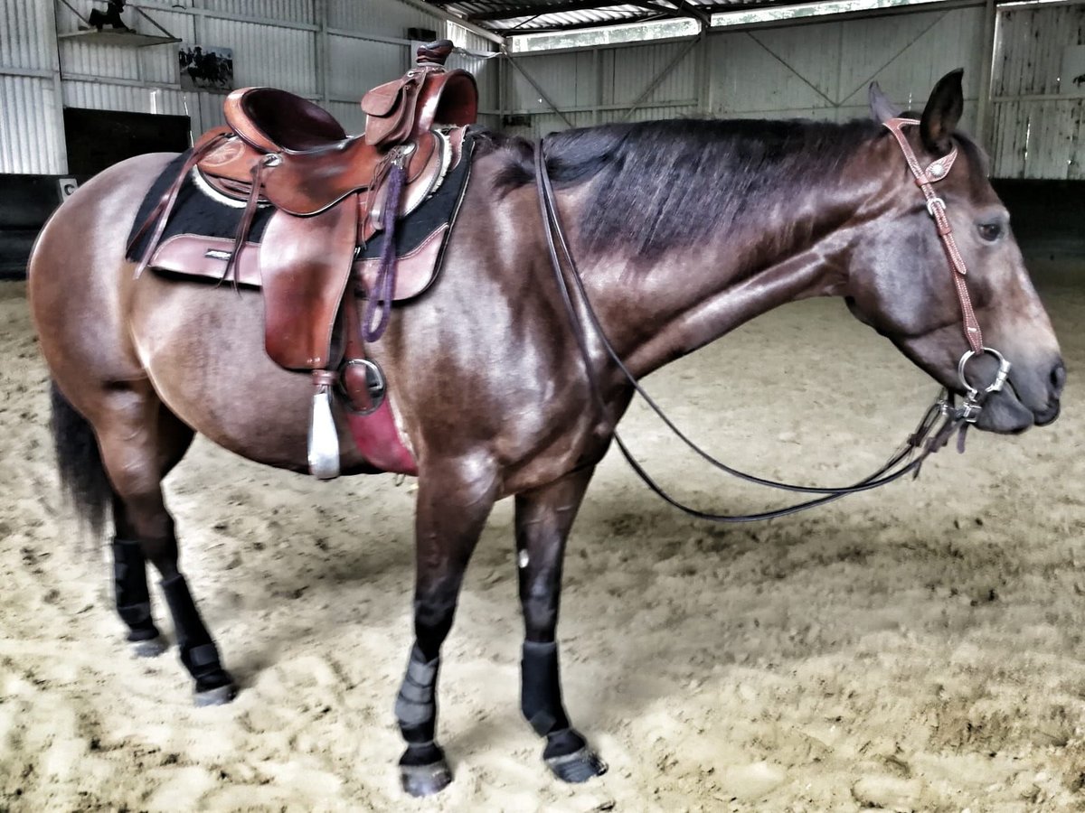 American Quarter Horse Mare 16 years Brown in Brüggen