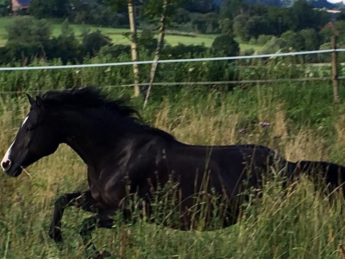 American Quarter Horse Mare 17 years 14,2 hh Black in Deggenhausertal