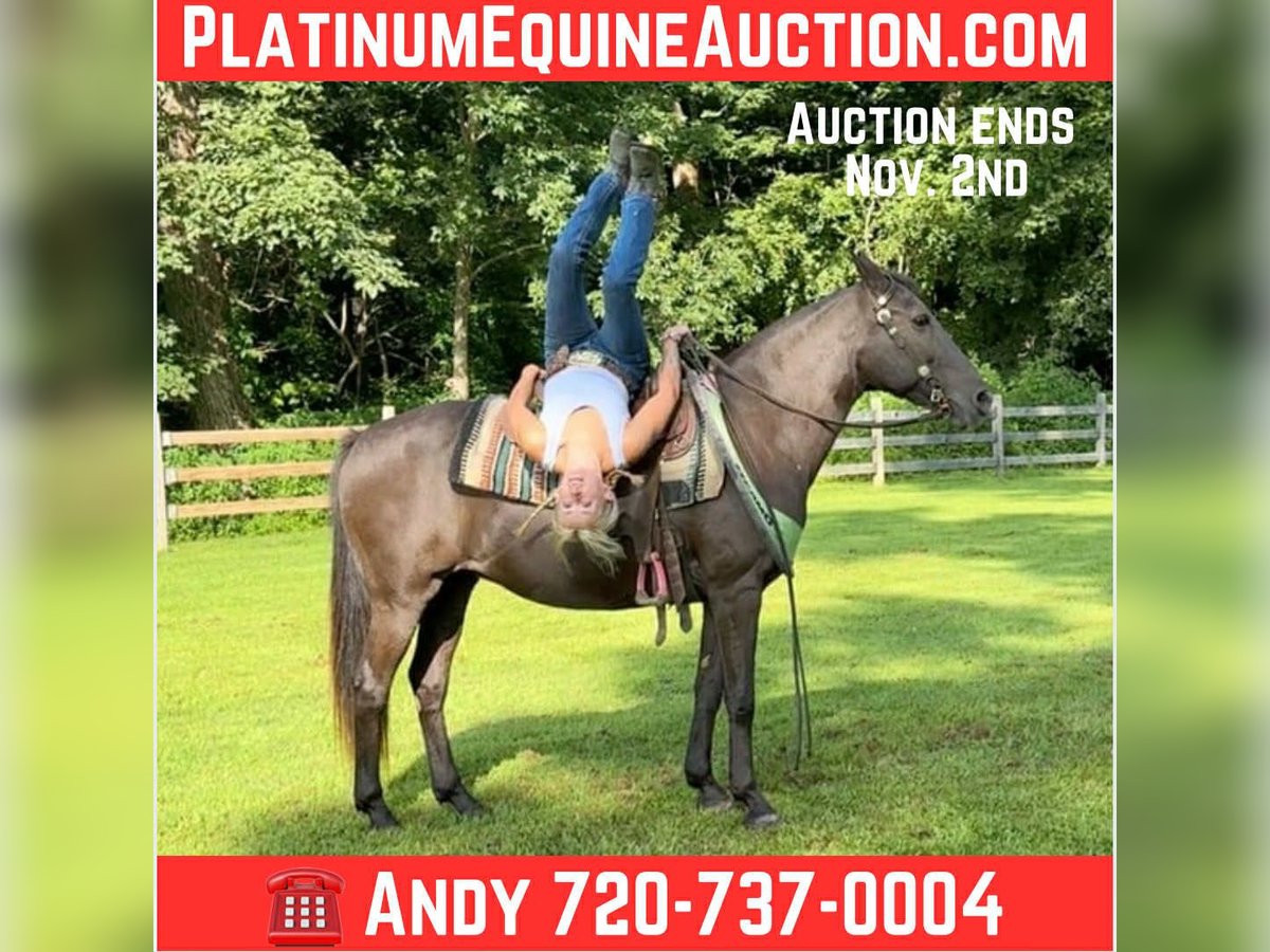 American Quarter Horse Mare 17 years 14 hh Brown in Arvada CO