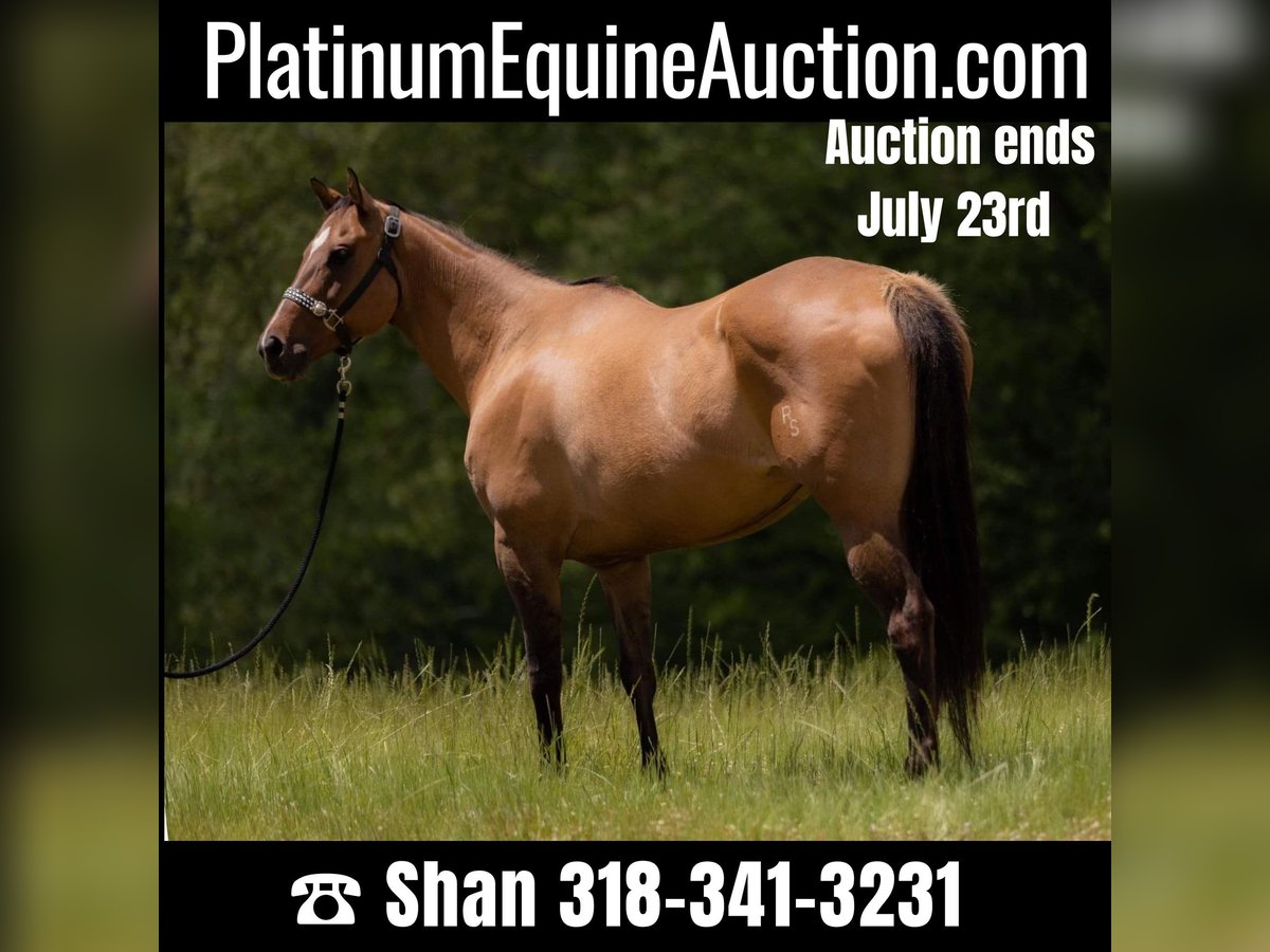 American Quarter Horse Mare 17 years 15,2 hh Dun in Tallulah, LA