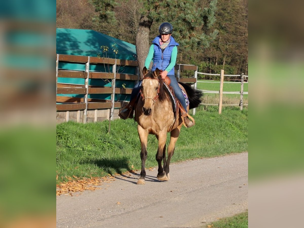 American Quarter Horse Mare 17 years 15 hh Buckskin in Schlammersdorf