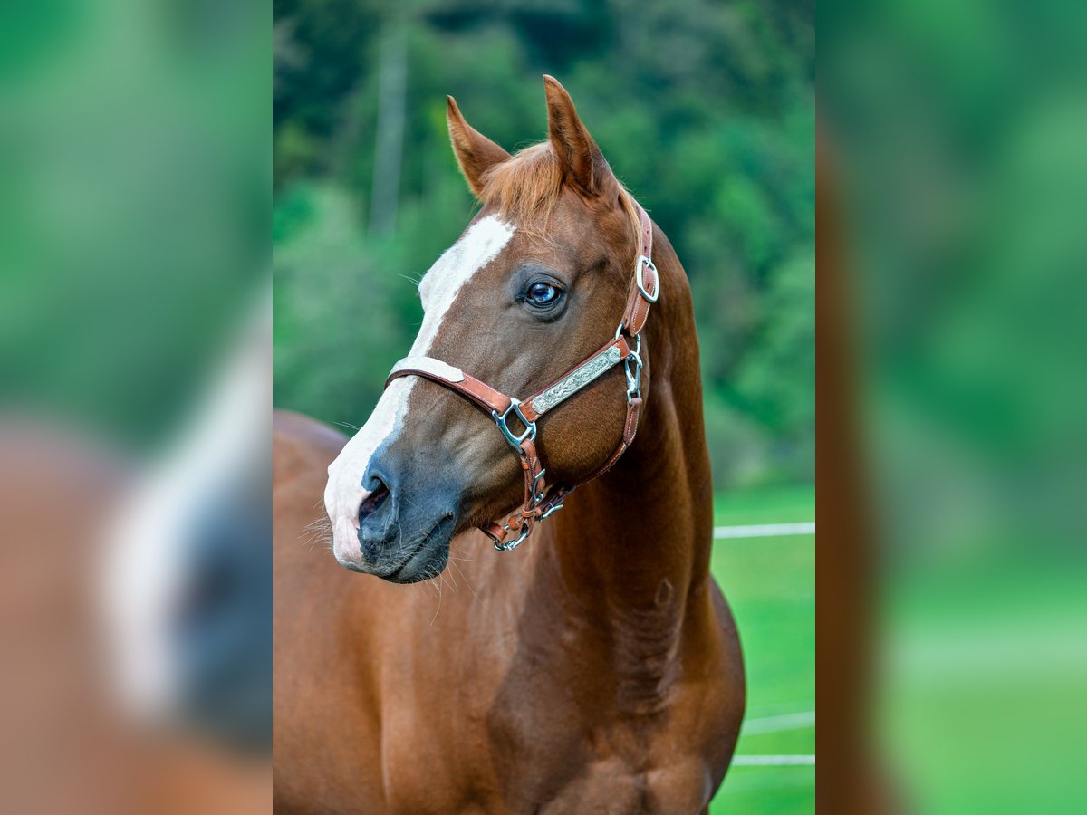 American Quarter Horse Mare 17 years Chestnut-Red in Abtsgmünd