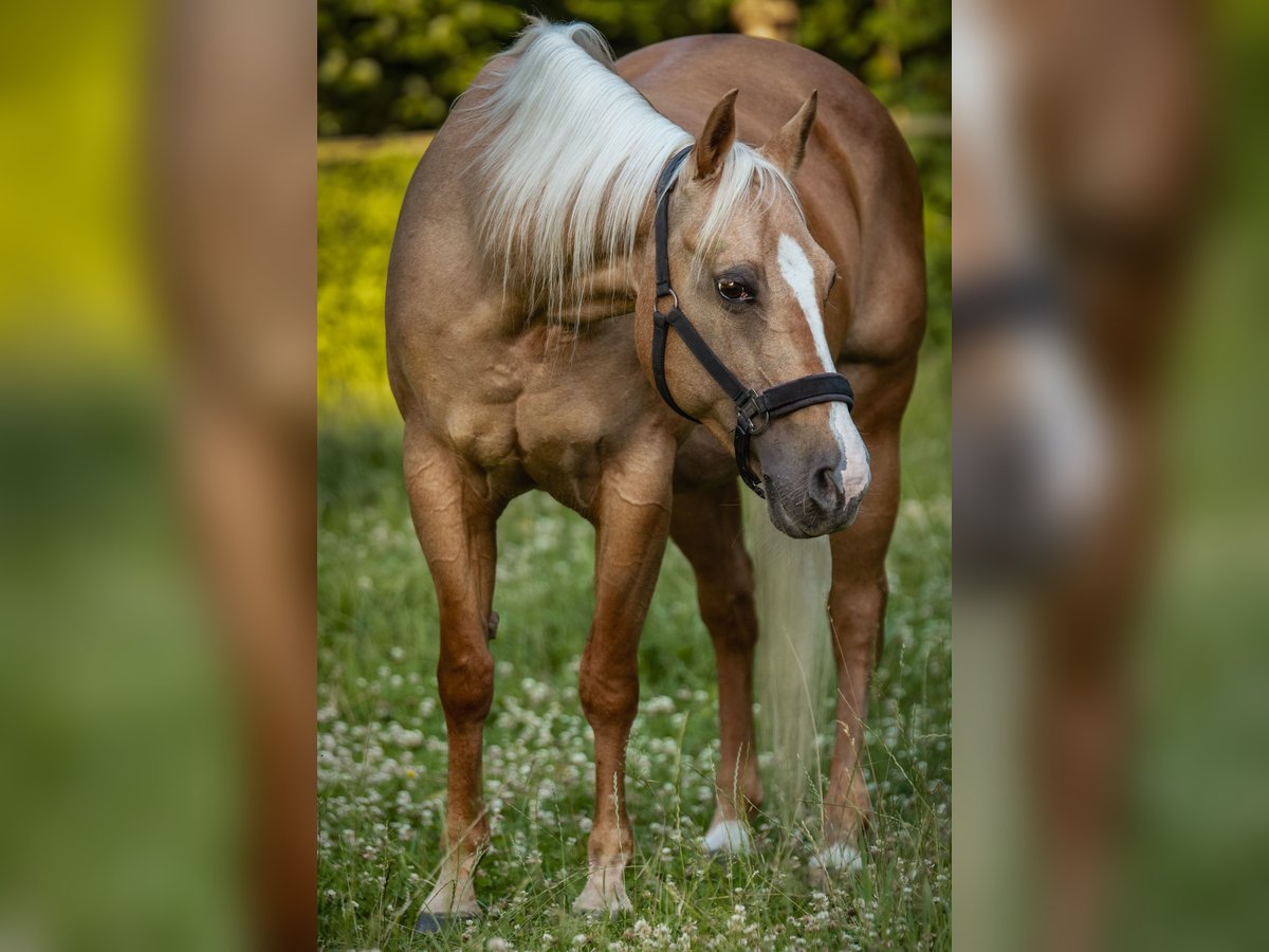American Quarter Horse Mare 18 years 14,1 hh Palomino in Lindlar
