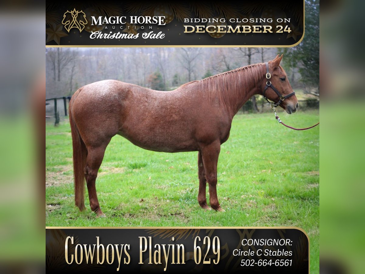 American Quarter Horse Mare 18 years 15 hh Roan-Red in Borden