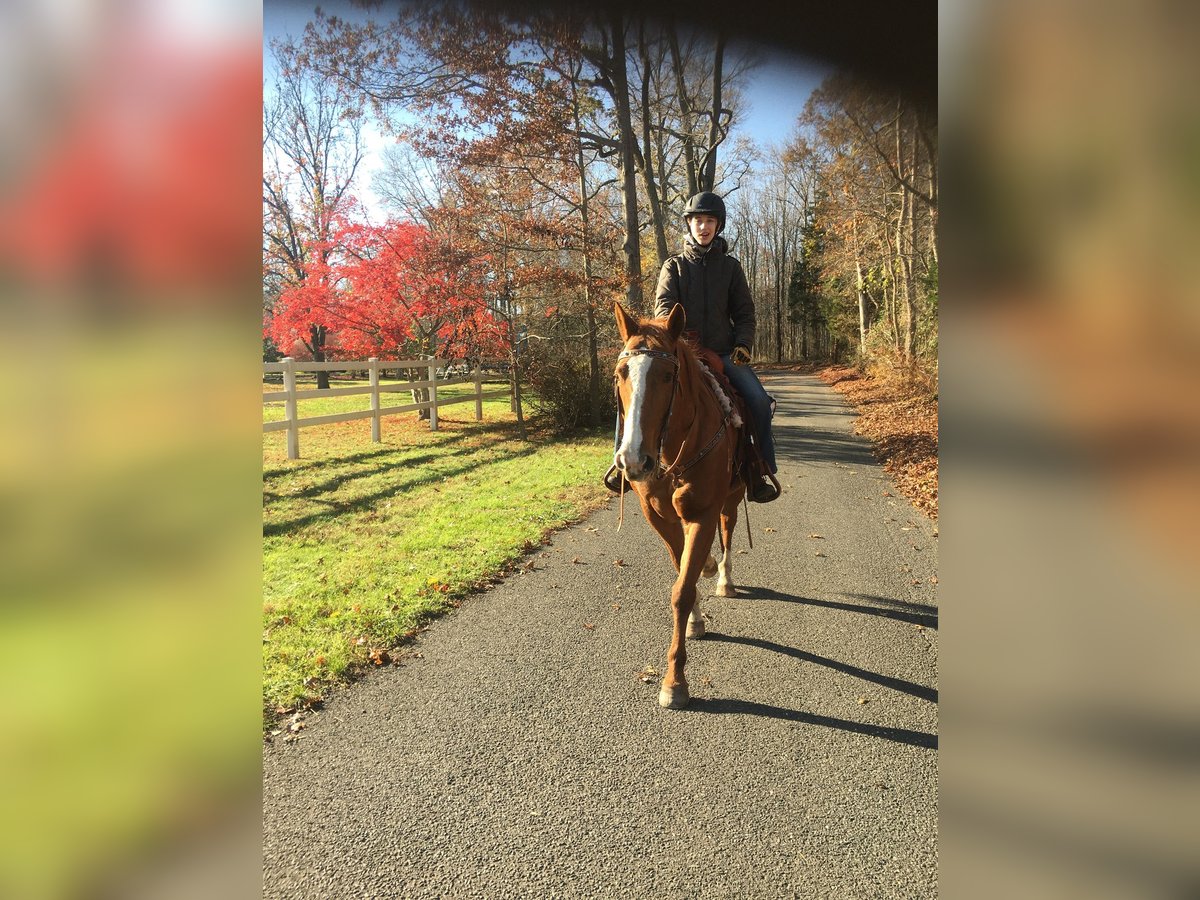 American Quarter Horse Mare 18 years 15 hh Sorrel in Monroe Township