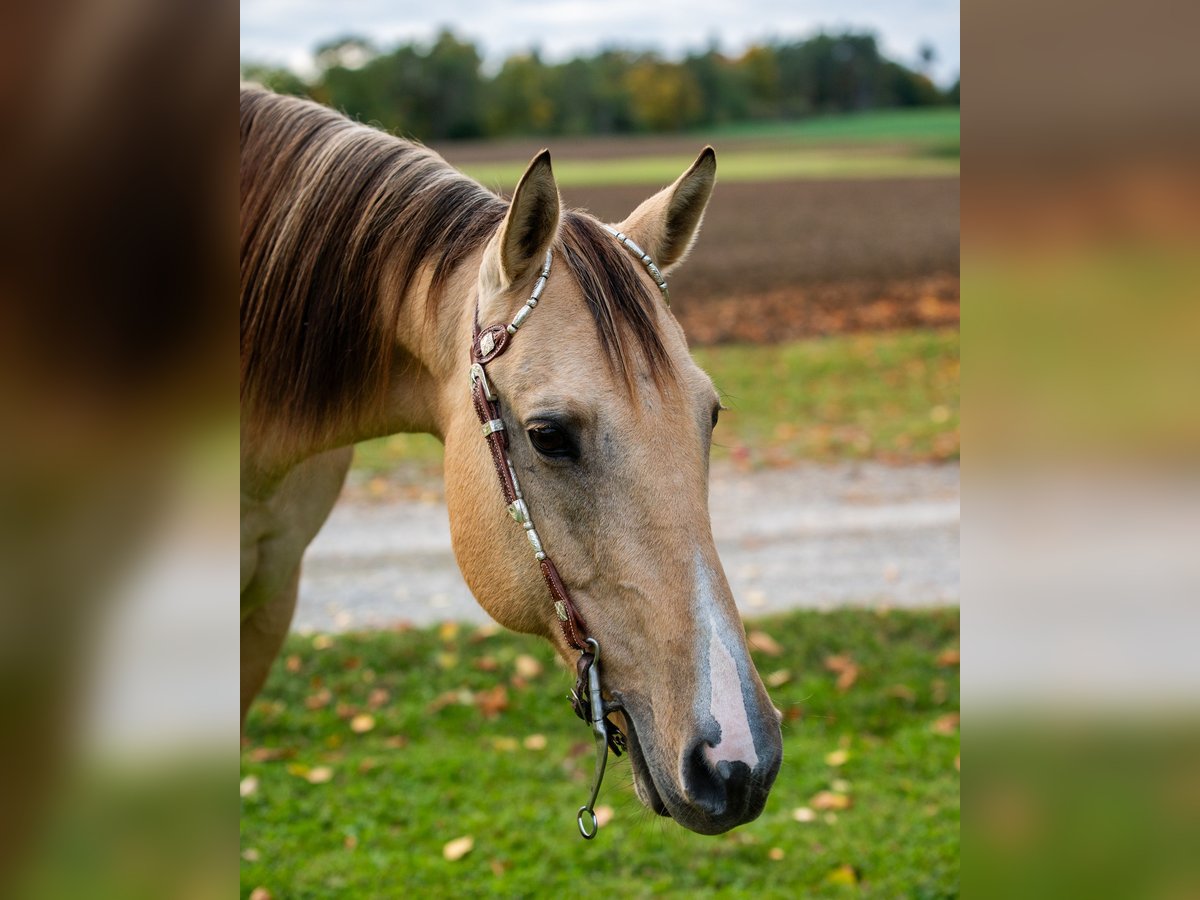 American Quarter Horse Mare 18 years 15,1 hh Dun in BalingenBalingen