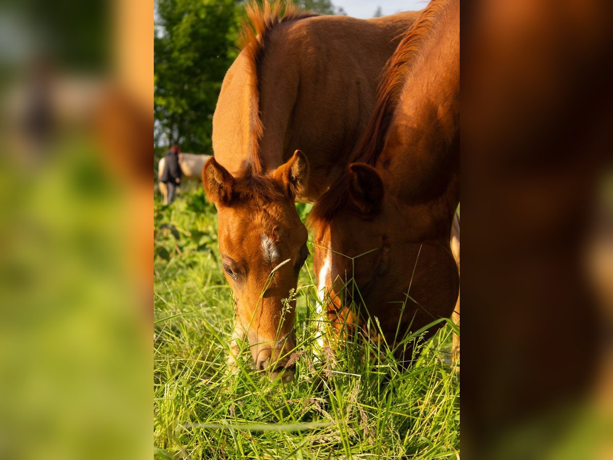 American Quarter Horse Mare 19 years 14,1 hh Chestnut-Red in Gifhorn