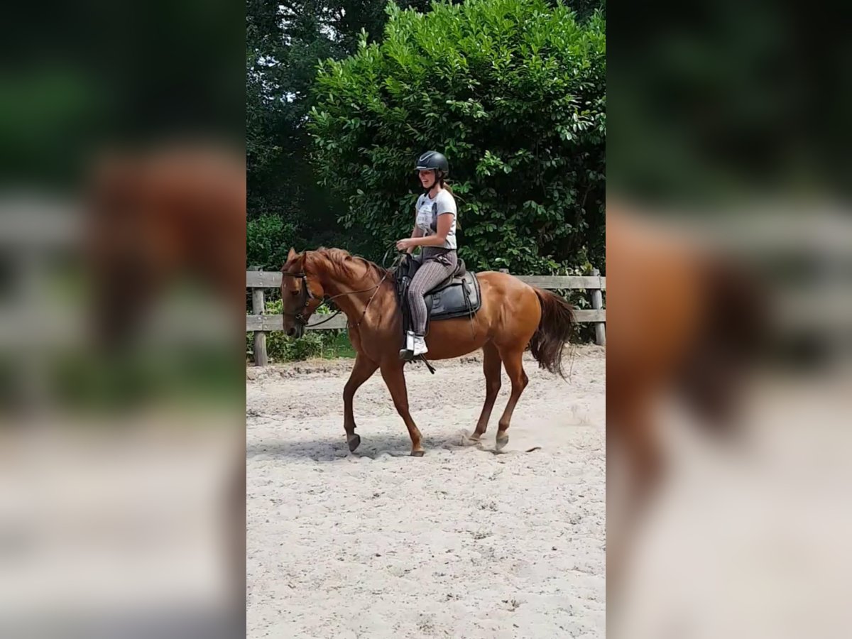 American Quarter Horse Mare 19 years 14,1 hh Chestnut-Red in Dwingeloo