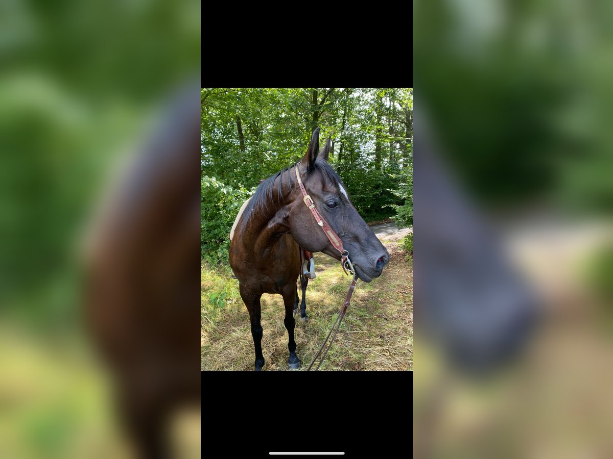 American Quarter Horse Mare 19 years 14,2 hh Black in Mömbris