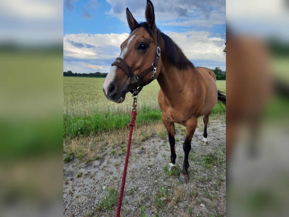American Quarter Horse Mix Mare 19 years 14,3 hh Dun in Bim&#xF6;hlen