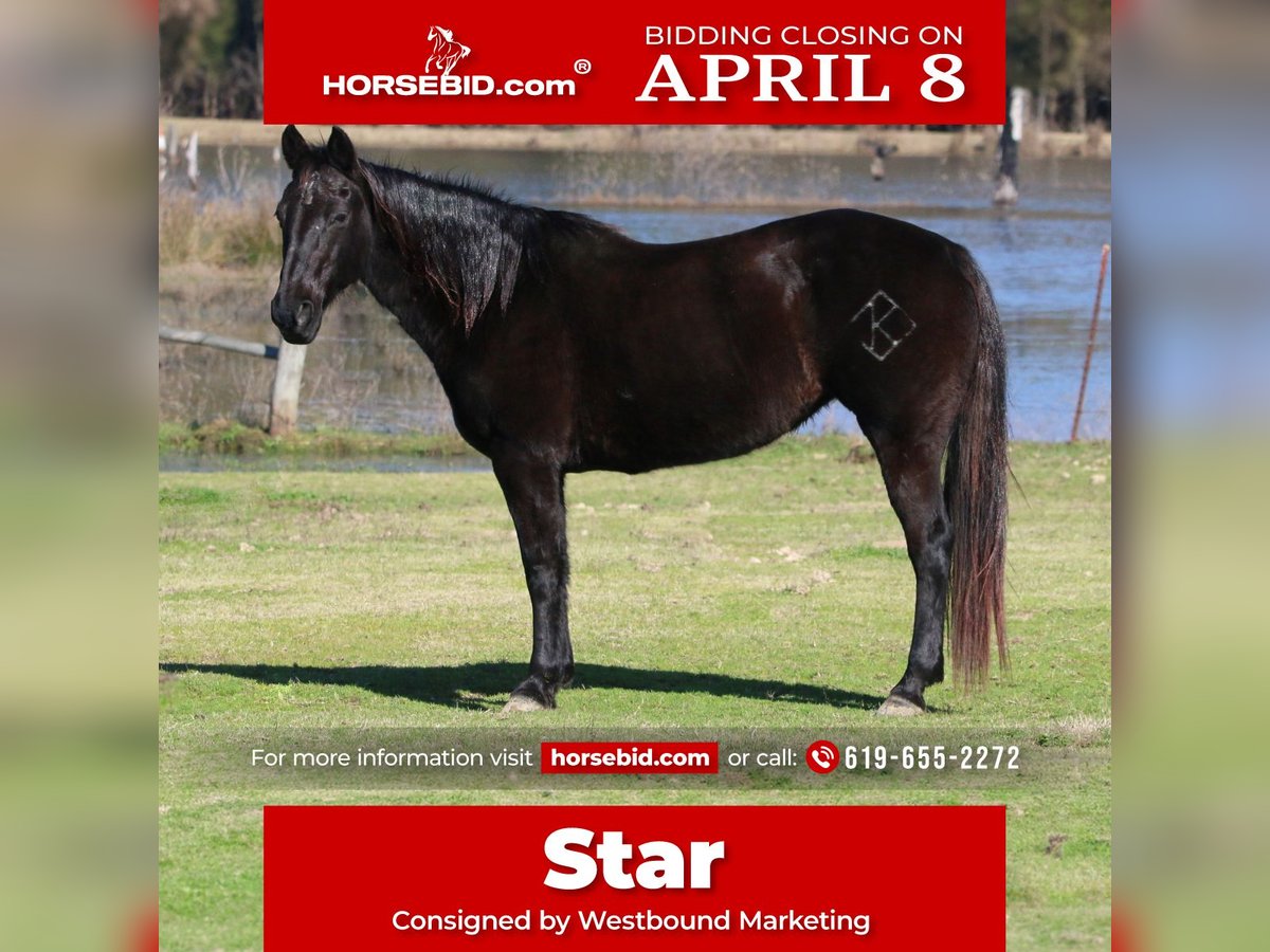 American Quarter Horse Mare 19 years Black in Carthage