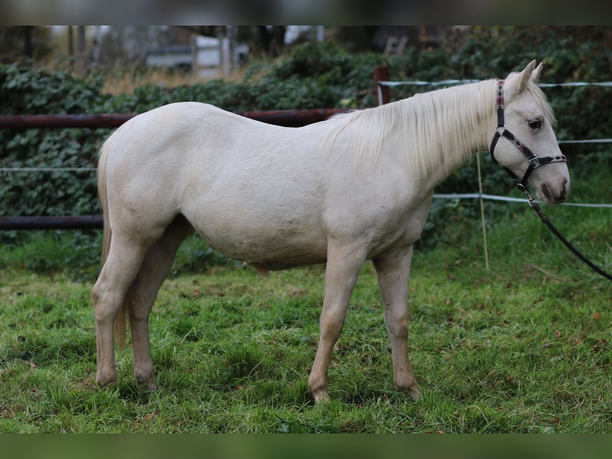 American Quarter Horse Mare 1 year 14,1 hh Palomino in Anderlingen