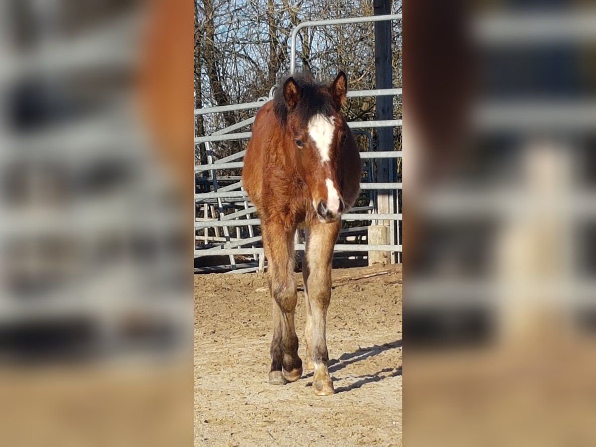 American Quarter Horse Mare 1 year 14,2 hh Brown in Rettenbach