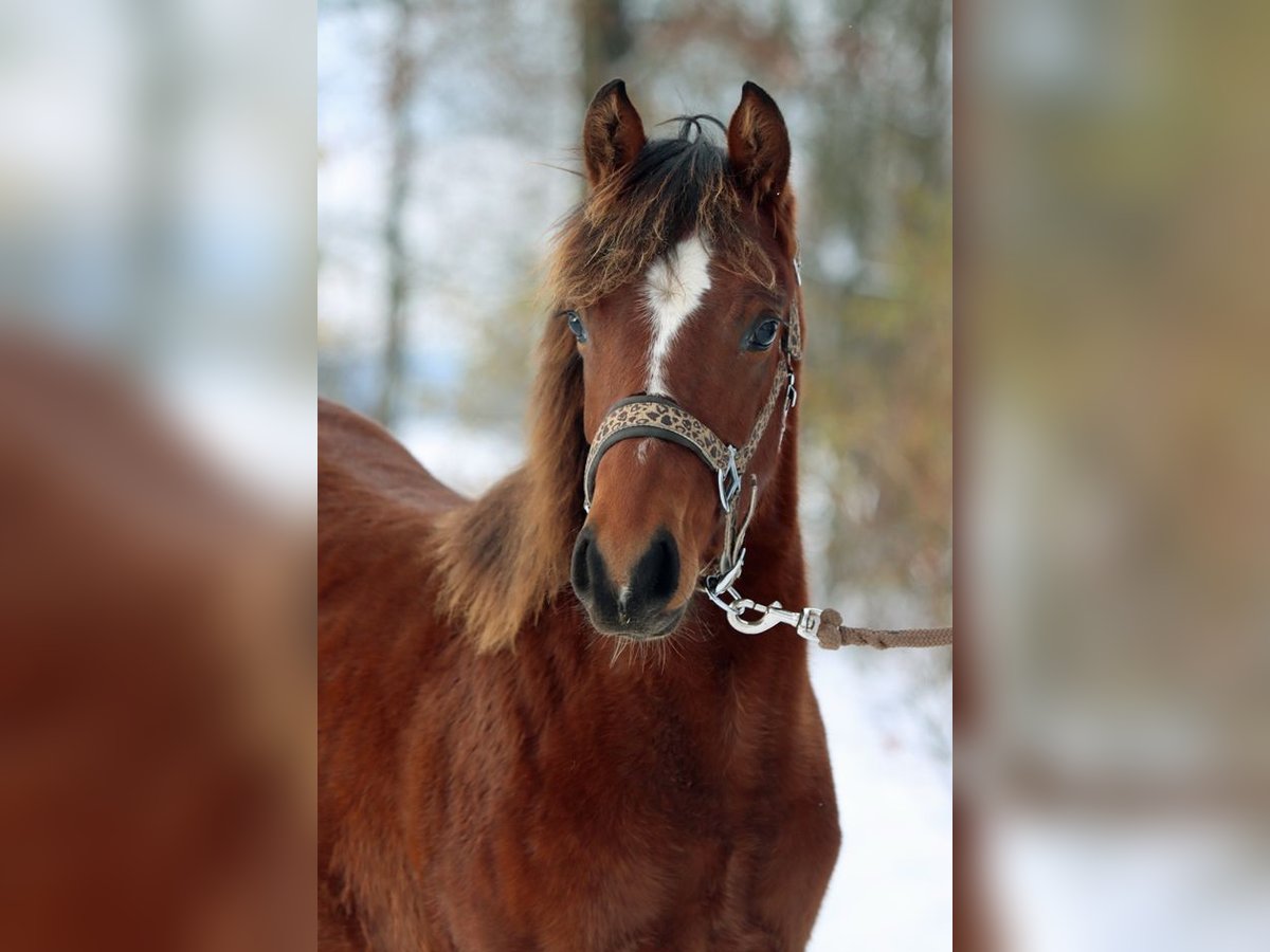 American Quarter Horse Mare 1 year 14,2 hh Brown in Hellenthal
