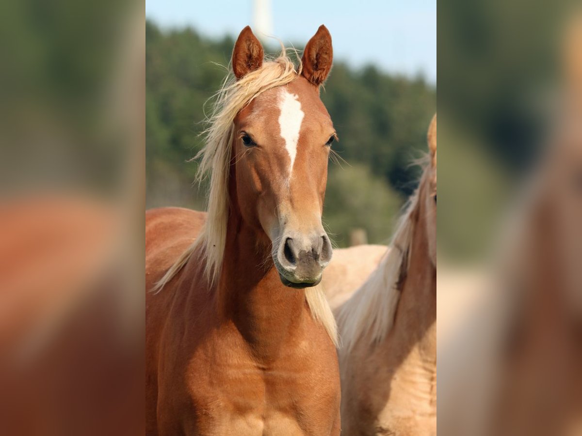 American Quarter Horse Mare 1 year 14,2 hh Chestnut-Red in Hellenthal