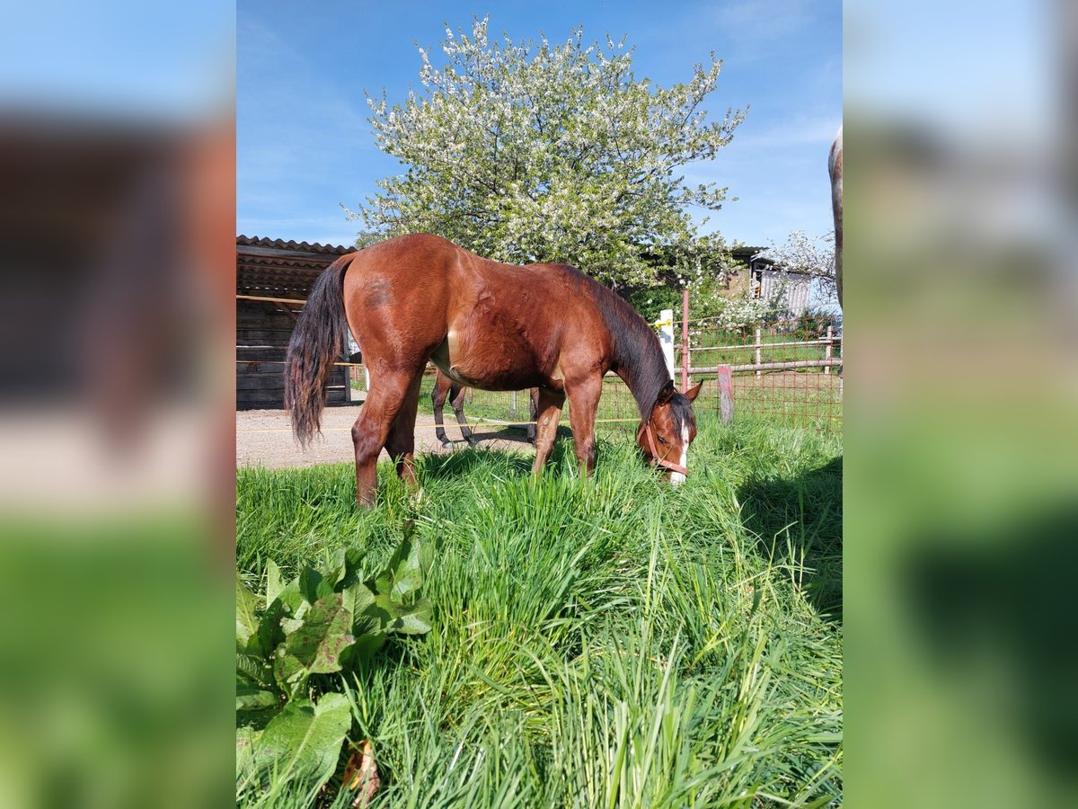 American Quarter Horse Mare 1 year 14,2 hh Chestnut-Red in 5166 Perwang am Grabensee