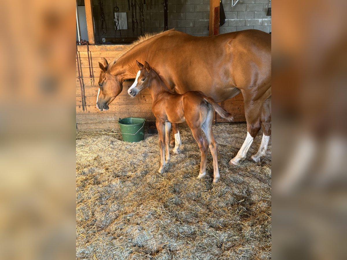 American Quarter Horse Mare 1 year 14,2 hh Chestnut-Red in Daleiden