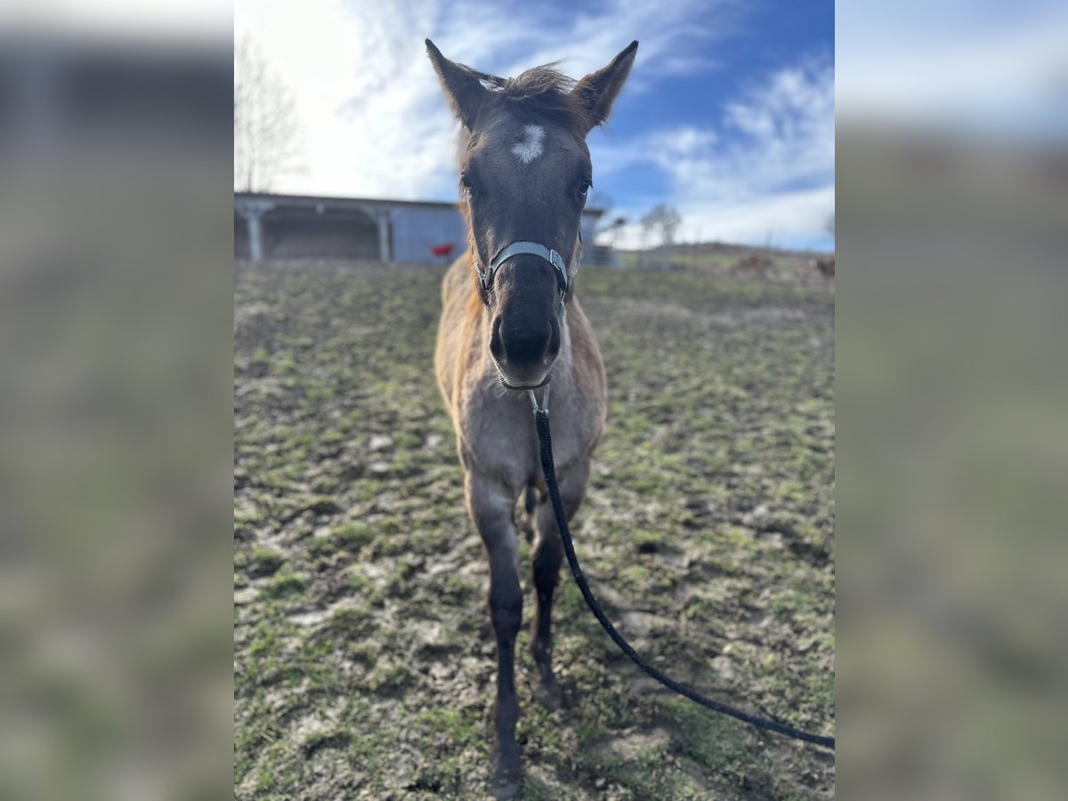 American Quarter Horse Mare 1 year 14,2 hh Grullo in Raabs an der Thaya
