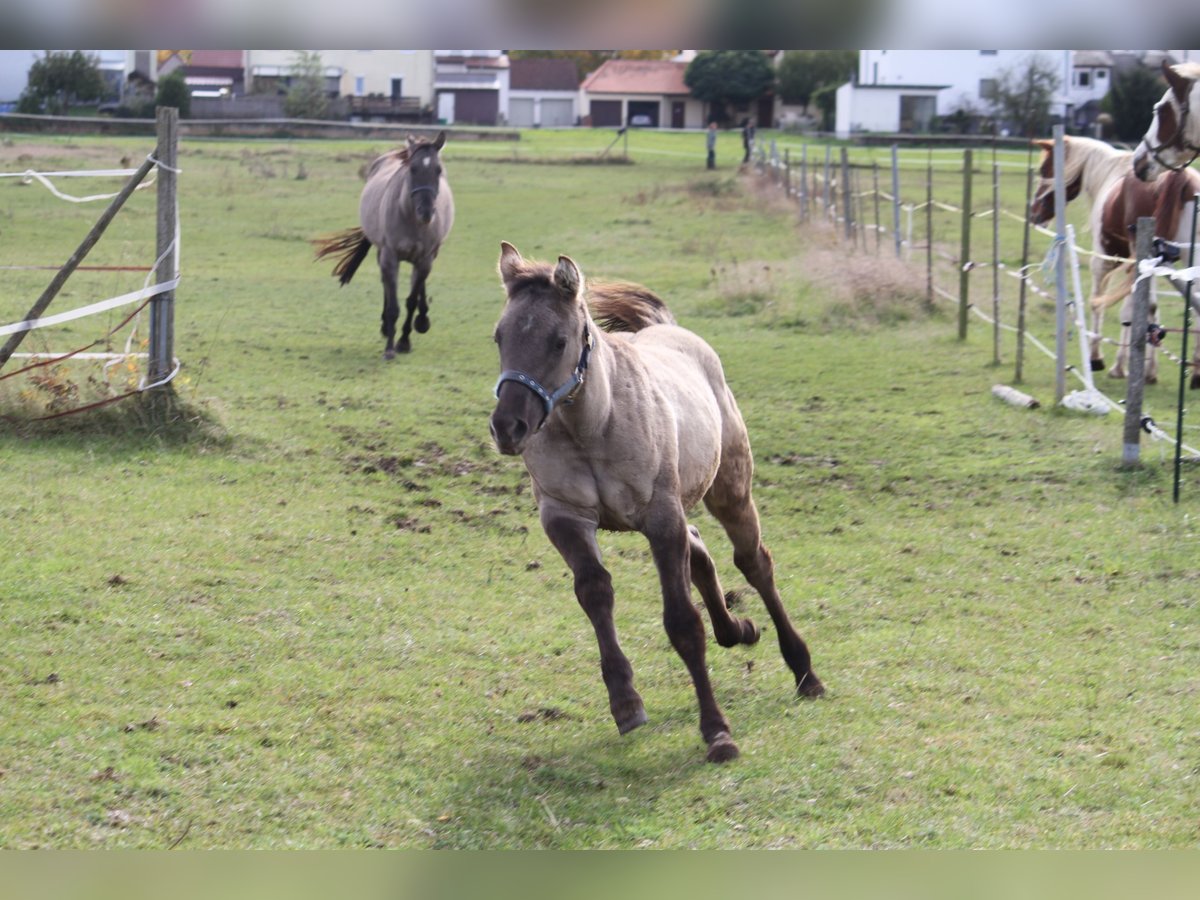 American Quarter Horse Mare 1 year 14,2 hh Grullo in Sulzheim