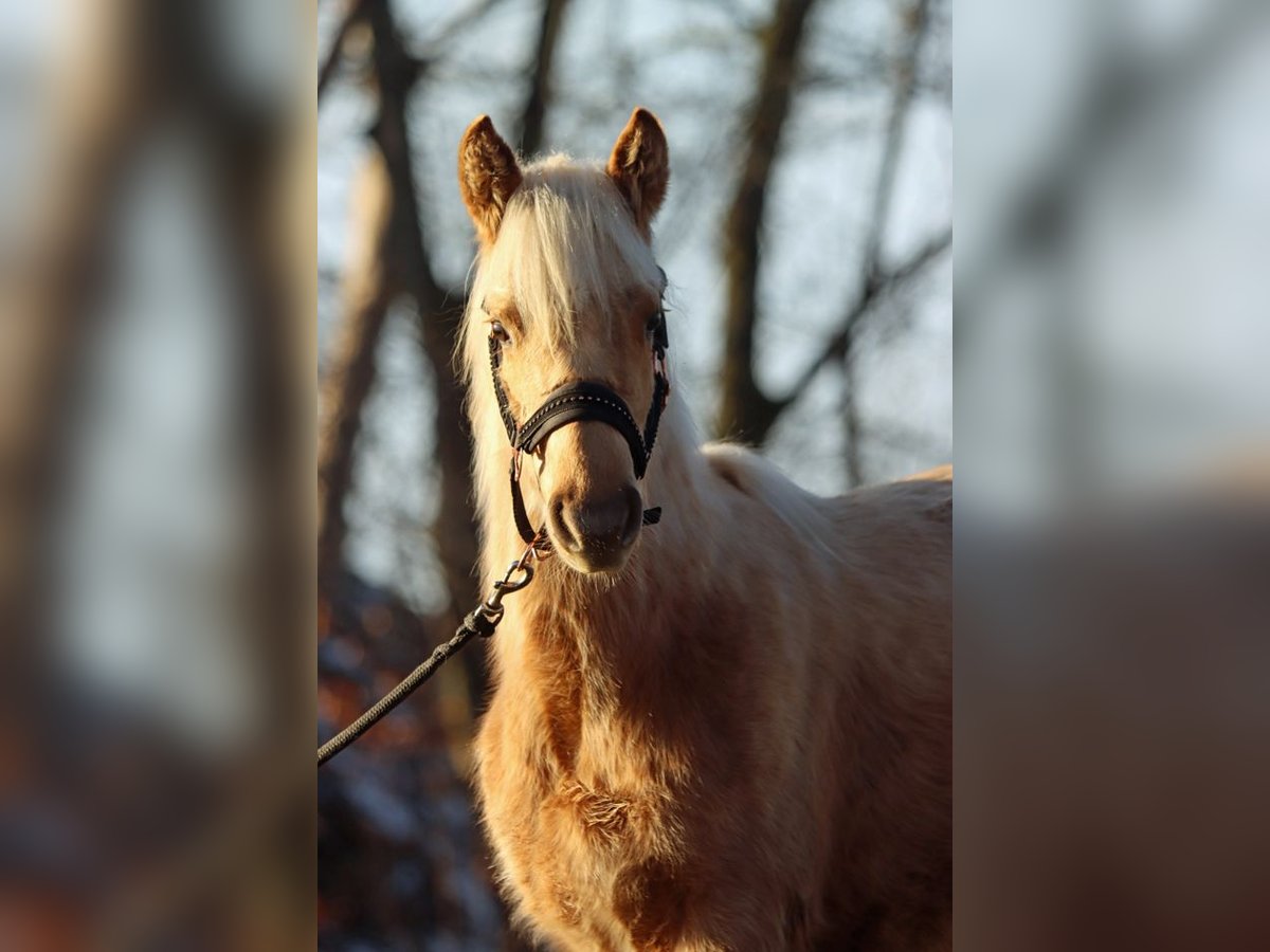 American Quarter Horse Mare 1 year 14,2 hh Palomino in Hellenthal