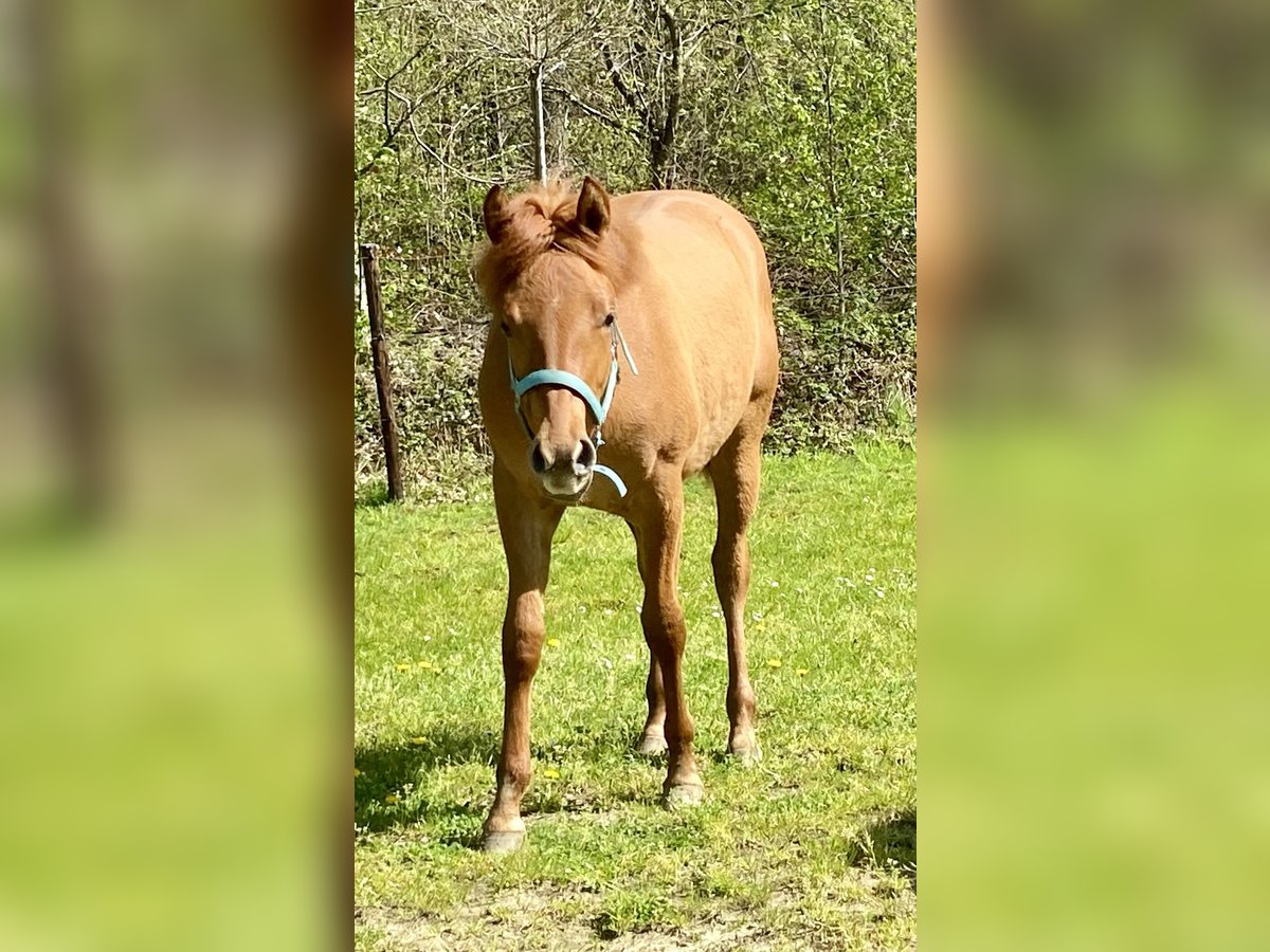 American Quarter Horse Mare 1 year 14,2 hh Red Dun in Herselt