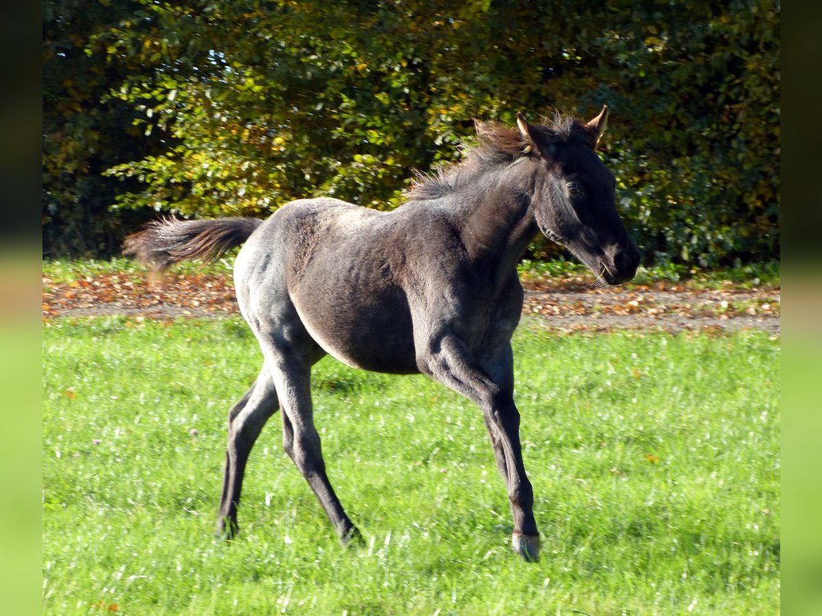 American Quarter Horse Mare 1 year 14,2 hh Roan-Blue in Breitenbach