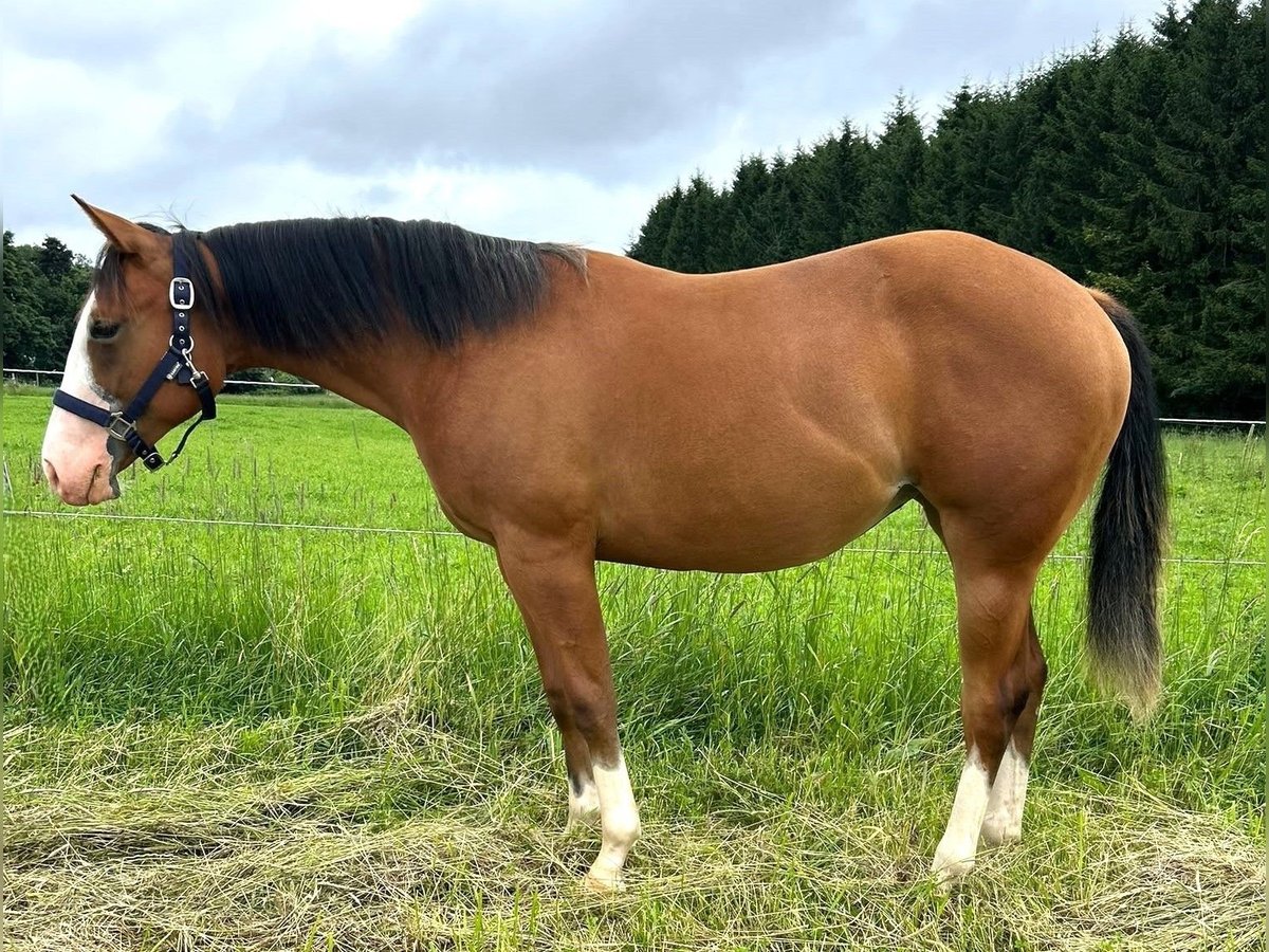 american-quarter-horse-mare-