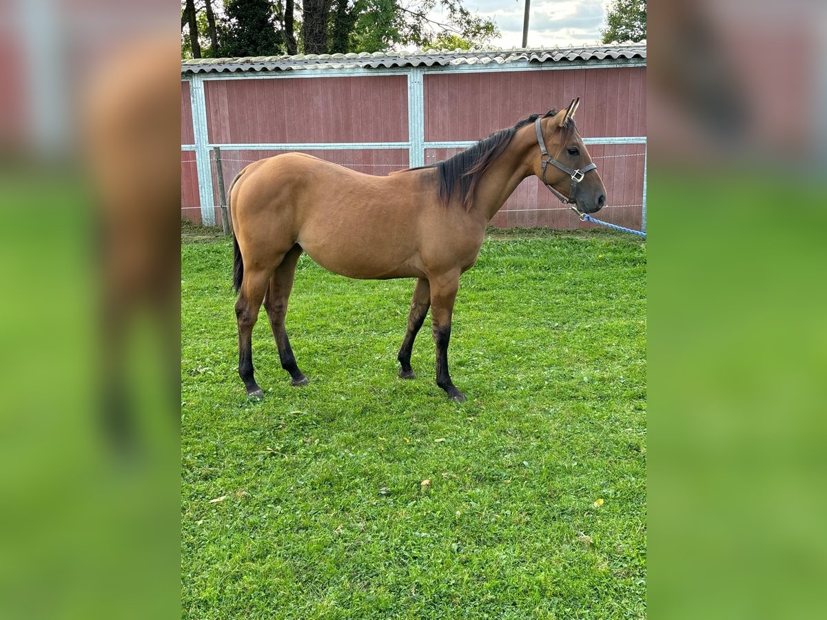 American Quarter Horse Mare 1 year 14,3 hh Dunalino in Bergkamen