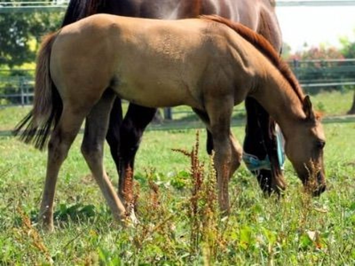 American Quarter Horse Mare 1 year 14,3 hh Red Dun in Castelletto