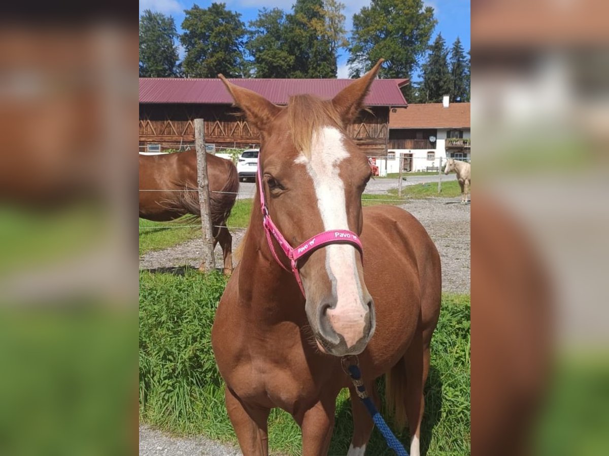 American Quarter Horse Mare 1 year 14 hh Chestnut-Red in Bad Kohlgrub