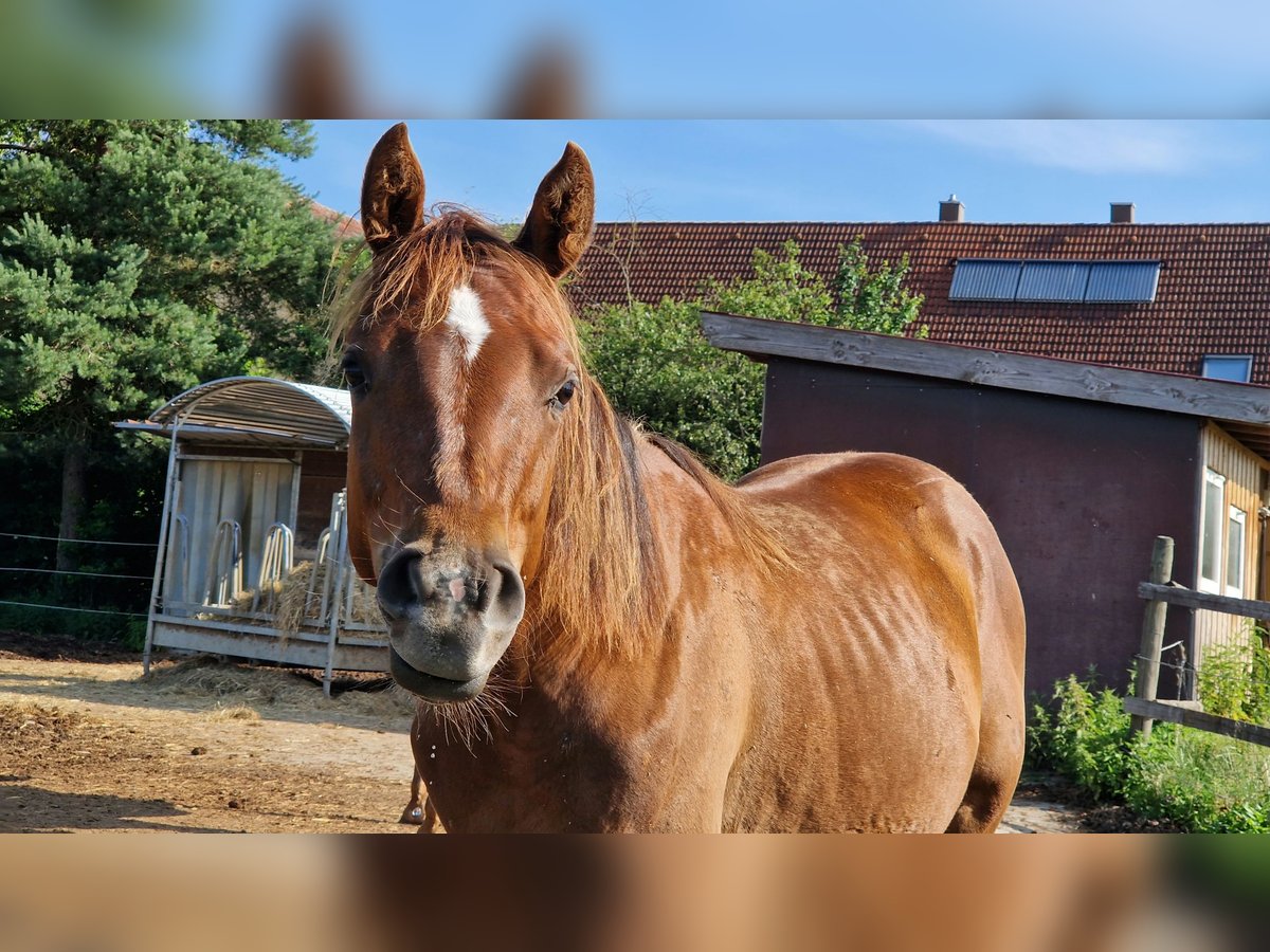 American Quarter Horse Mare 1 year 14,1 hh Chestnut in Villingen-Schwenningen
