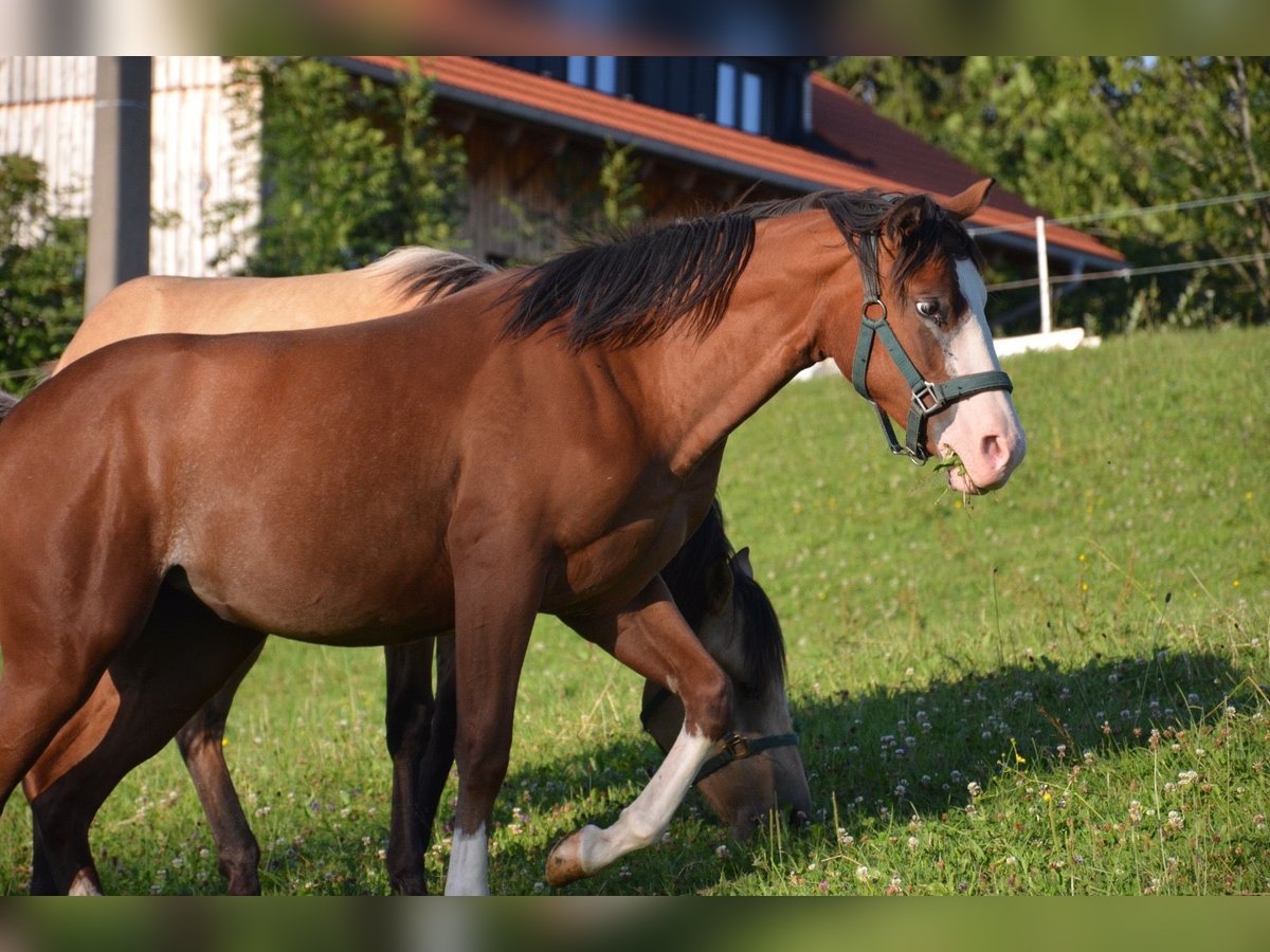 American Quarter Horse Mare 1 year 14,2 hh Bay in Heimenkirch