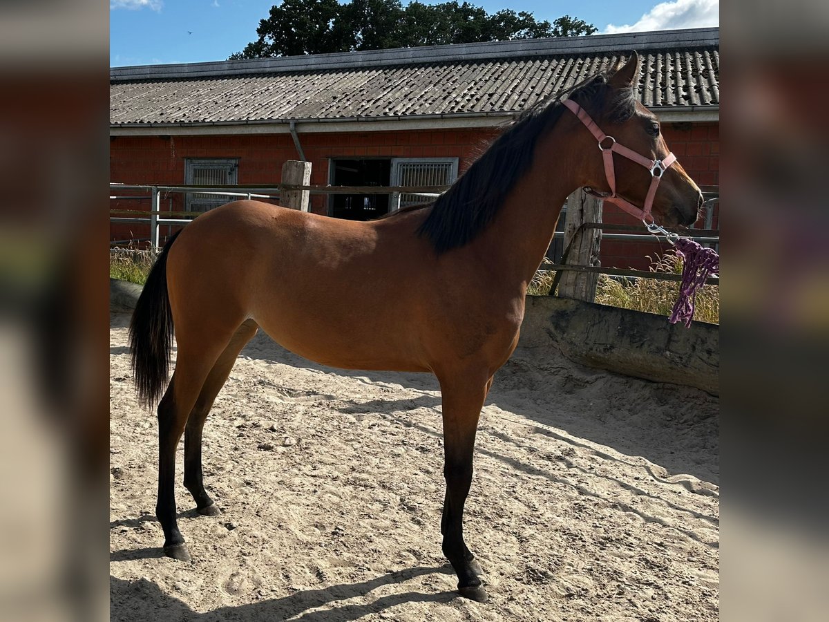 American Quarter Horse Mare 1 year 14,2 hh Brown in Hamburg