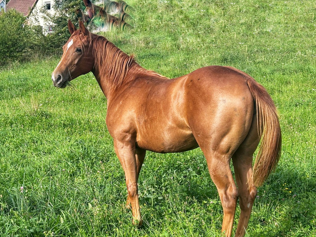American Quarter Horse Mare 1 year 14,2 hh Chestnut in Lembach
