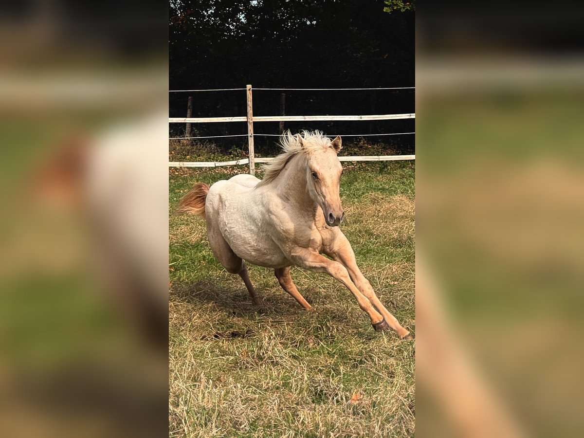 American Quarter Horse Mare 1 year 14,2 hh Palomino in Ludwigslust