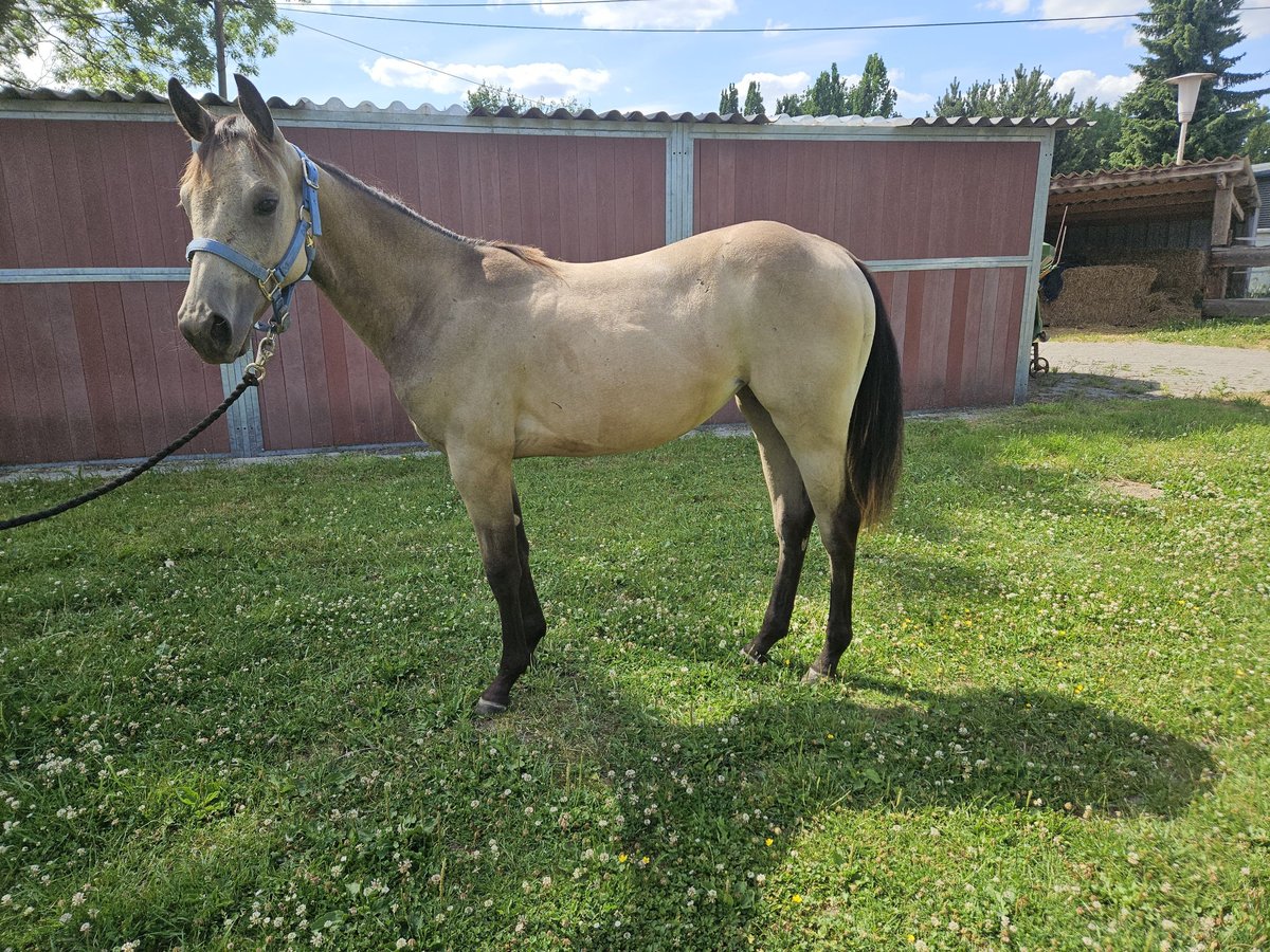 American Quarter Horse Mare 1 year 14,3 hh Buckskin in Bergkamen