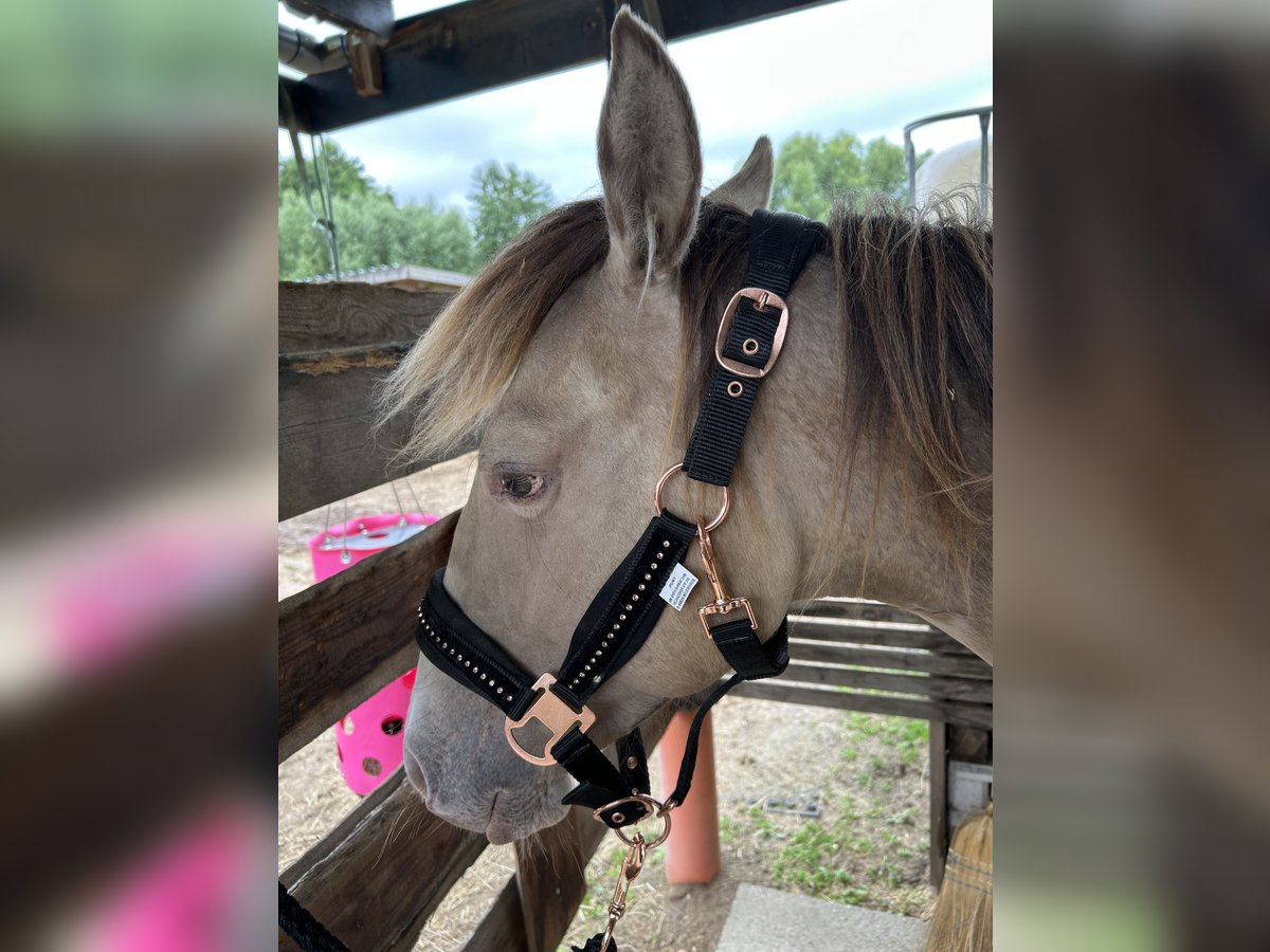 American Quarter Horse Mare 1 year 14,3 hh Champagne in Scharbeutz