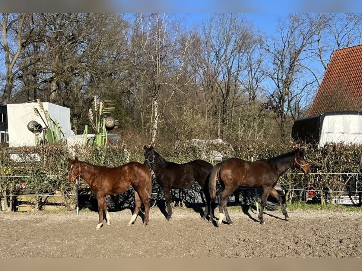 American Quarter Horse Mare 1 year 15,2 hh Black in DietzenbachDietzenbach