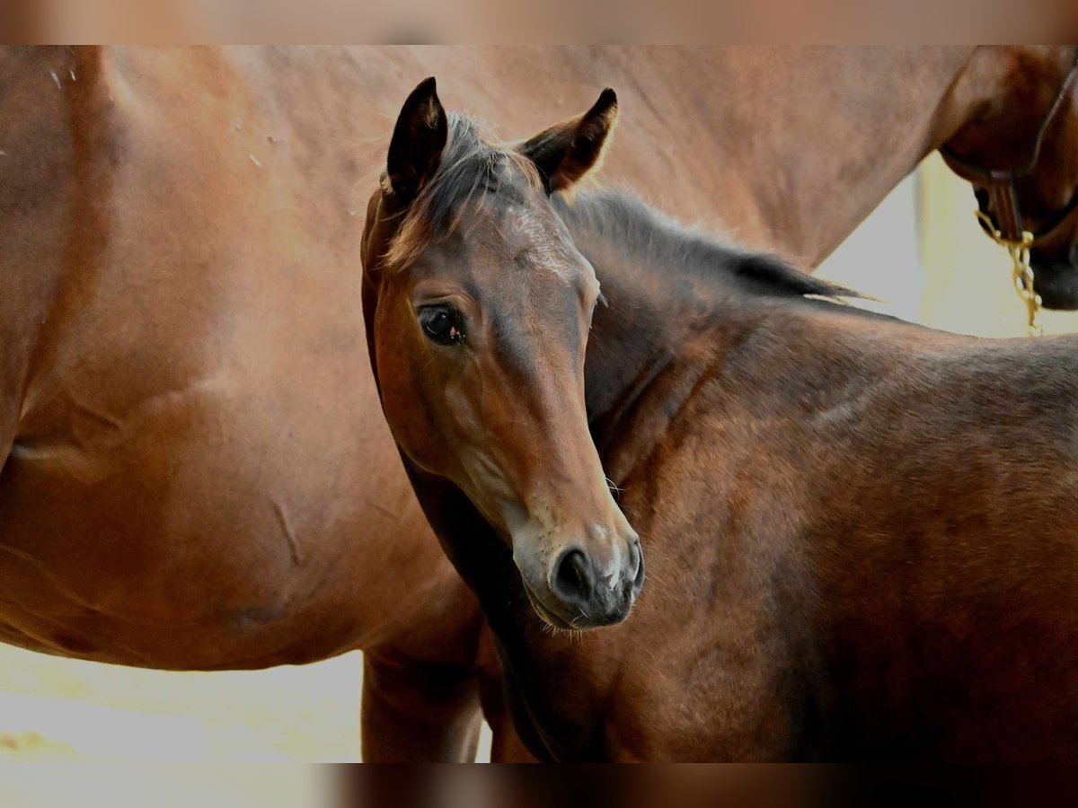 American Quarter Horse Mare 1 year 15,2 hh Brown in Pranzing