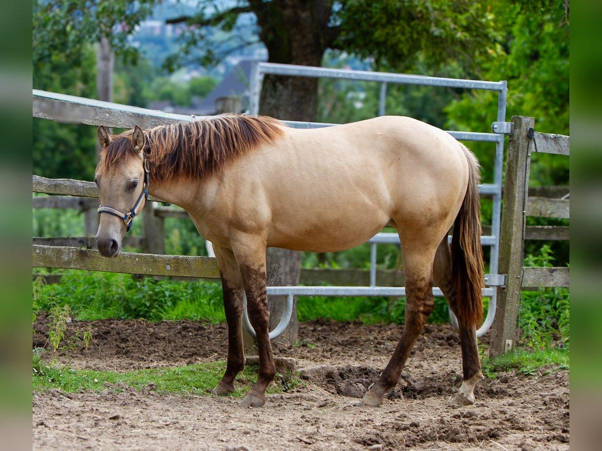 American Quarter Horse Mare 1 year 15 hh Buckskin in Duingen