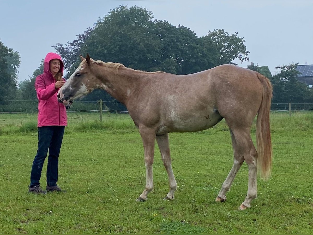 American Quarter Horse Mare 1 year 15 hh Overo-all-colors in Duisburg