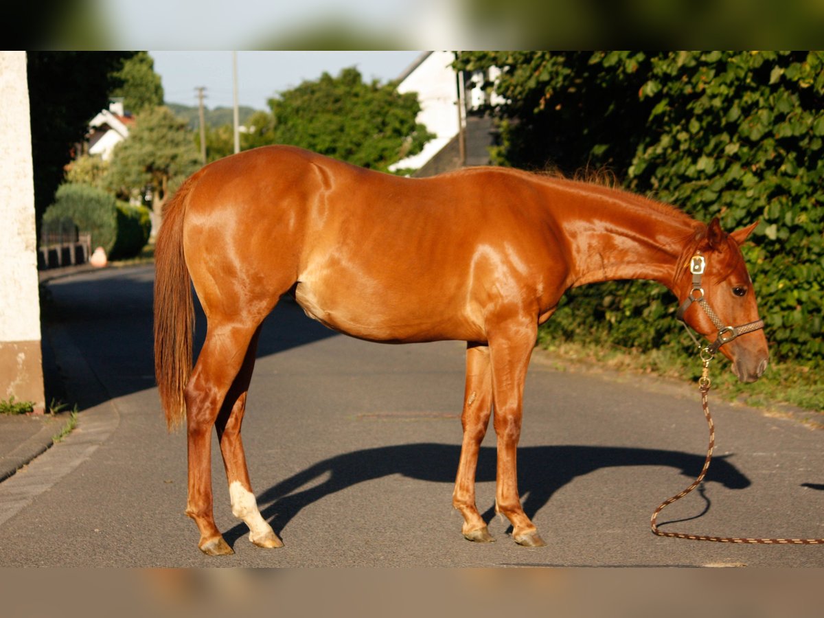 American Quarter Horse Mare 1 year 15,1 hh Chestnut-Red in Helmenzen