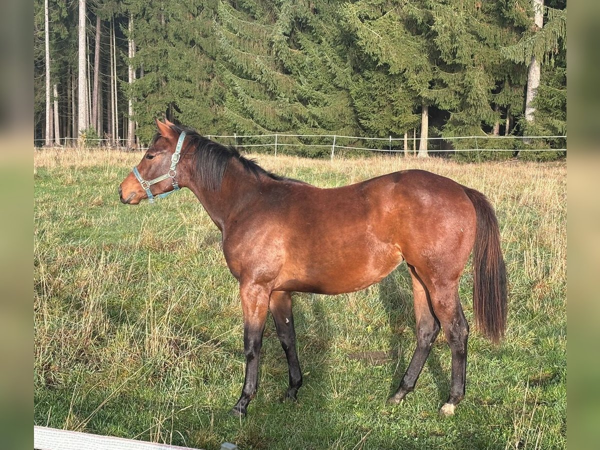 American Quarter Horse Mare 1 year 15,2 hh Brown in Kirchendemenreuth