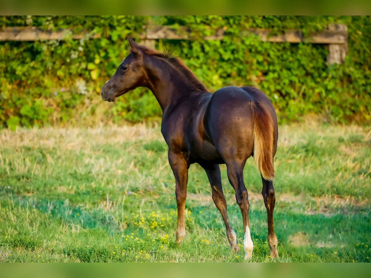 American Quarter Horse Mare 1 year Bay-Dark in München